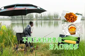 钓鱼用玉米打窝挂钩巧搭配，三种玉米针对性使用，诱鱼快好入口！视频封面