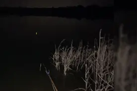 夜钓遇到猫后续，原来流浪猫也可以这么粘人视频封面
