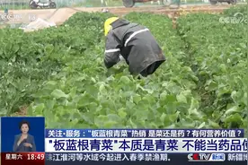 “板蓝根青菜”热销 是菜还是药？有何营养价值？视频封面