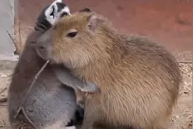 卡皮巴拉：活着挺好，死了也行！好可爱呀视频封面