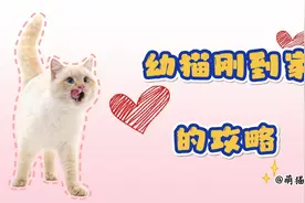 幼猫刚到家的攻略，新手养猫必看！视频封面