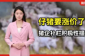 国家发改委最新公布！外购育肥利润跌到266元，猪价有望止跌企稳视频封面