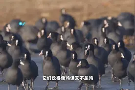 “非鸡非鸭”怪鸟现身江苏，极极凶残饿死幼崽，把鹰踩到河底淹死视频封面