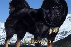 动物百科·藏獒（Tibetan mastiff）视频封面