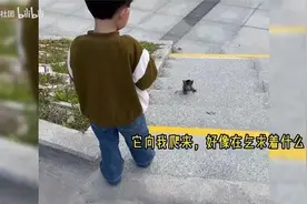 走丢的小奶猫向人类求助，它这一刻遇到了心软的神视频封面