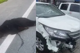 夫妻驾车上高速被黑熊撞翻 车头损毁高速公路养护部门回应视频封面