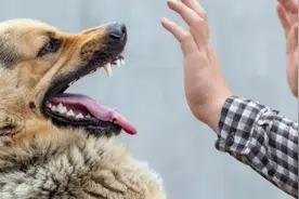 狂犬病死亡率几乎100%！ 专家：被动物咬伤应尽快注射疫苗视频封面