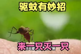 驱蚊有妙招，来一只灭一只，家里蚊子多也不用慌，四个土方法实用视频封面