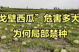 “戈壁西瓜”危害有多大？硒砂瓜一年长一茬，可为何被局部禁种？