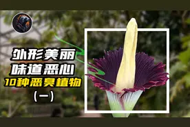 为你介绍几种恶臭植物，这些植物有的还是受人喜欢的花卉！视频封面