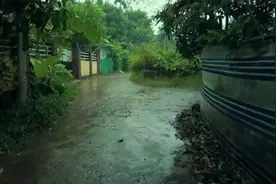✅世界公认最佳放松雷雨声⚡树林自然雨声睡眠音乐，白噪音