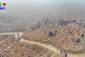 龙岩市领导参加义务植树活动视频封面