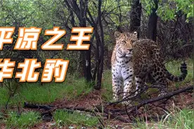 甘肃平凉出现华北豹，夜间能游荡数十公里狩猎，老虎之下它为王视频封面
