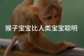 猴子宝宝比人类宝宝聪明