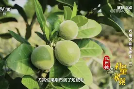 化橘红具有化痰止咳作用，可用于治疗咳嗽痰多等痰湿咳嗽的表现视频封面