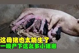 这母猪也太能生了！一晚就产下这么多小猪崽，可把猪妈妈累坏了视频封面
