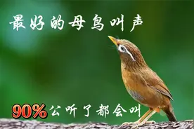 户外母画眉鸟大叫，原声原版，值得收藏！