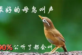 户外母画眉鸟大叫，原声原版，值得收藏！