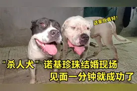 “杀人犬”诺基珍珠结婚现场，见面一分钟就成功洞房，太刺激了！视频封面