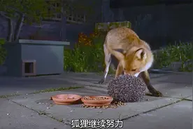 刺猬可不是吃素的,让捕食者感到头疼的刺球,敢逗熊玩，逼走狐狸！视频封面