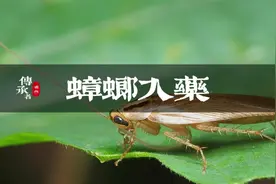 用蟑螂榨汁，居然还是一味绝密中药视频封面