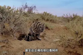 黑足猫，世界上第二小的猫科动物，简直就是流浪版狸花猫