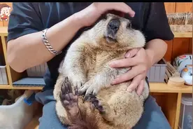 教你如何温柔抚摸土拨鼠视频封面