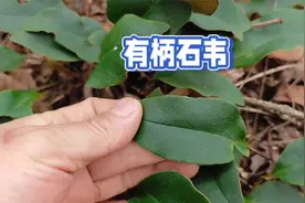 密林中惊现有柄石韦，懂的男性朋友都喜欢用它泡茶喝，你喝过吗？