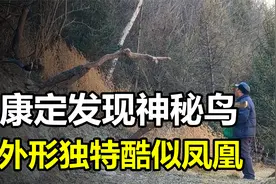 康定网友山上发现神秘鸟，外形独特酷似凤凰，它究竟是什么？视频封面