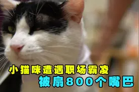 小猫咪遭职场霸凌被扇800个嘴巴子，不服气视频封面