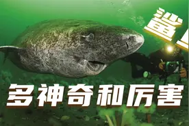 鲨鱼有多厉害：少吃加慢动作能活500多年 如狼似虎坐地能吸沙土视频封面