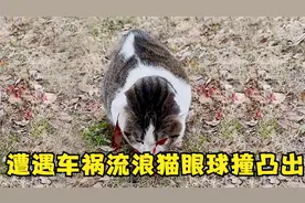 流浪猫遭车祸蜷缩路边，浑身鲜血眼球凸出，女子路过毅然救下送医