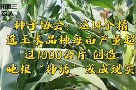 种子协会：这14个玉米品种每亩产量超过1000公斤，或创造高产神话视频封面
