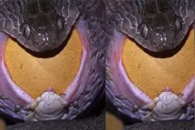 眼镜蛇吃蛋，场面太恐怖了！