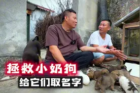 捡回6条流浪奶狗，二哥给它们取名字，意想不到又寓意深刻视频封面