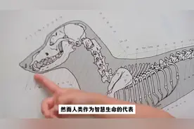 老祖宗进化过程中为何果断摒弃阴茎骨？现代网友：我想要一根视频封面