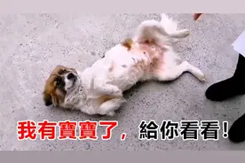 小区里流浪狗妈妈怀孕了，总是躺下告诉别人，她有宝宝了！视频封面