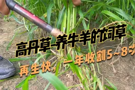 养牛羊的高产牧草，高丹草25天割一次，再生快，育肥效果好！视频封面
