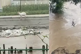 强降雨致哈尔滨部分地区积水淹房：羊被困房顶不敢动，猪游泳自救