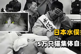 1956年日本爆发罕见的病毒，猫咪集体自杀，是诅咒吗视频封面