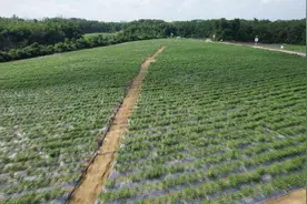 小辣椒做出10亿大产业    钦州辣椒绘就三产融合新画卷视频封面