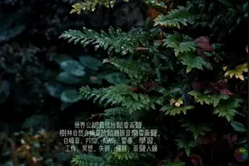 世界公認最佳放鬆雷雨聲，樹林自然白噪音放鬆睡眠音樂雷雨聲