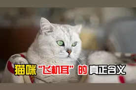 猫咪飞机耳，代表什么意思？
