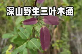 遇见神奇三叶木通，药食两用价值高，懂的人都把它当宝，你认识吗视频封面