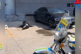 “海狮占车位不走，大连沙河口交警如何处理？背后故事引人好奇”