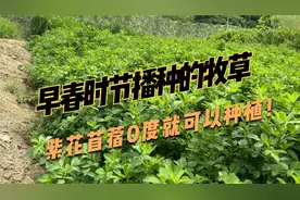 开春温度低能种什么牧草？紫花苜蓿耐寒又耐旱，种一次收割五六年视频封面