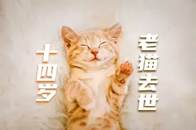 万物皆有灵性：14岁高龄老猫眼中饱含泪光 在小主人怀里安详离世视频封面