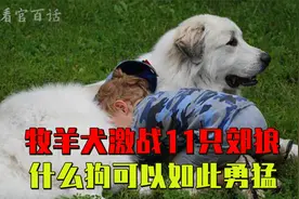 牧羊犬激战11只郊狼，狼群8死3伤大败而逃，什么狗可以如此勇猛