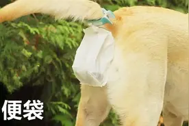 国外很火的四个狗狗用品，爱狗人士必备视频封面