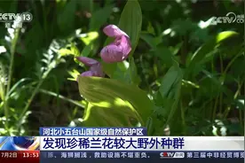 河北小五台山国家级自然保护区 发现珍稀兰花较大野外种群视频封面